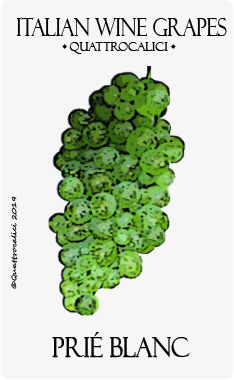 prie blanc vitigno