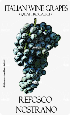 refosco nostrano vitigno