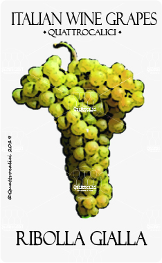 ribolla gialla vitigno