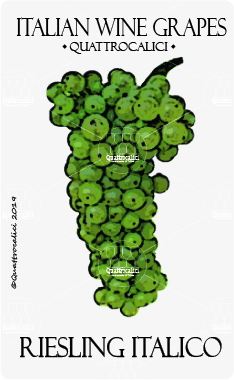 riesling italico vitigno