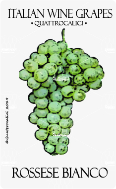 rossese bianco vitigno