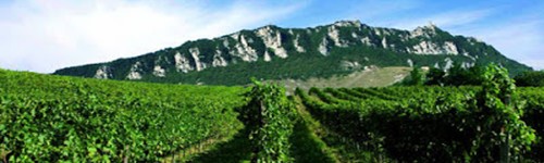 San Marino Vini