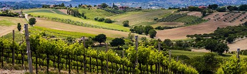San Marino Vini