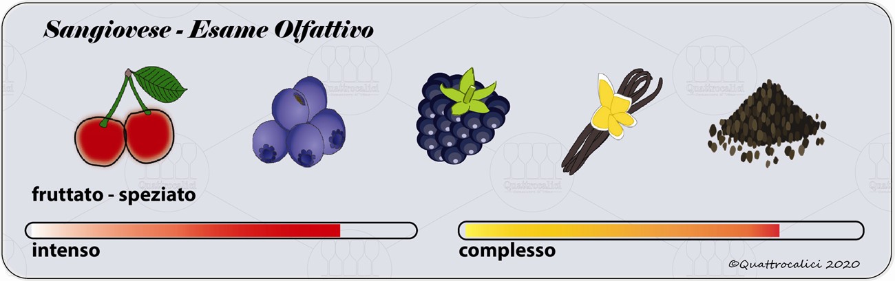 sangiovese degustazione olfattivo