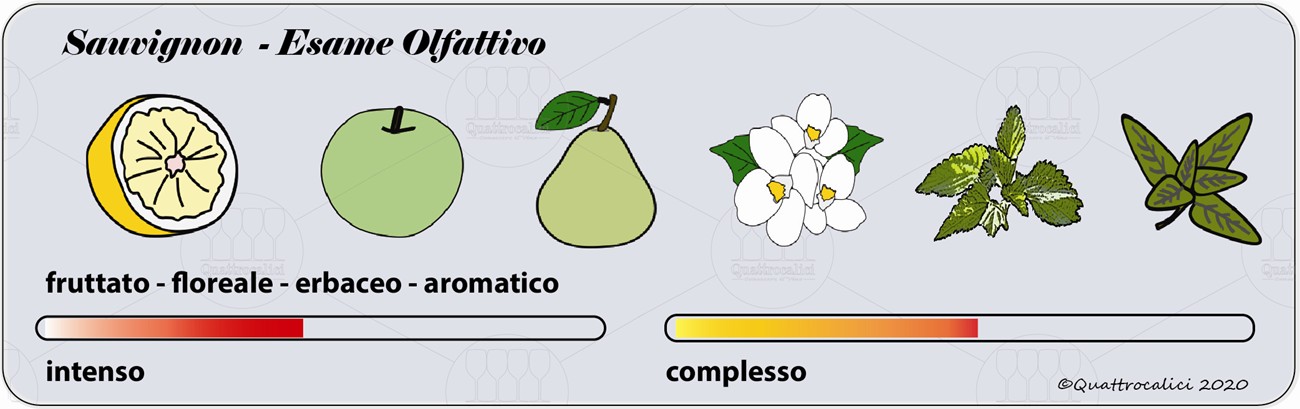 sauvignon degustazione olfattivo