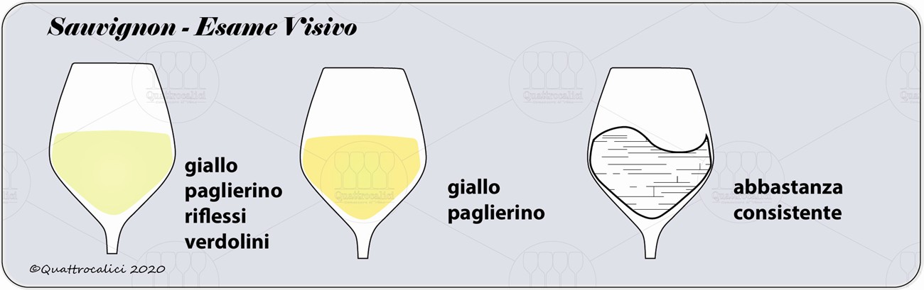 sauvignon degustazione visivo