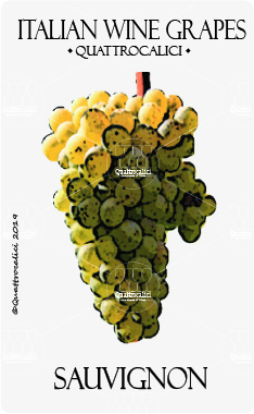 sauvignon vivigno