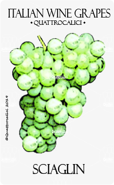 sciaglin vitigno