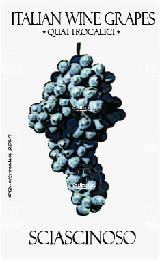 sciascinoso vitigno