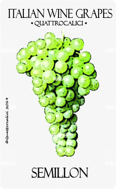 semillon vitigno