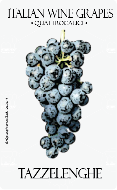 tazzelenghe vitigno