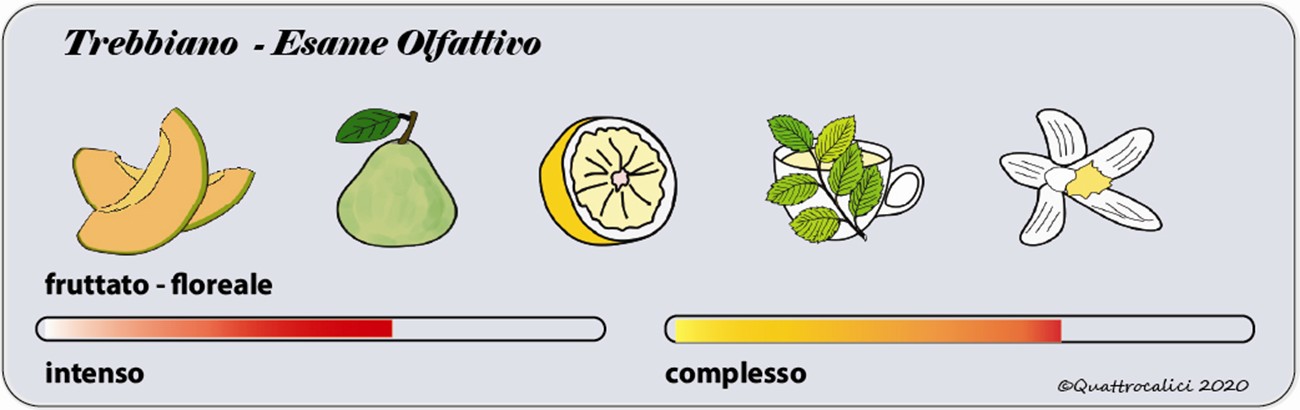 degustazione trebbiano olfattivo