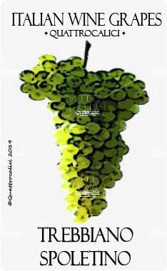 trebbiano spoletino vitigno