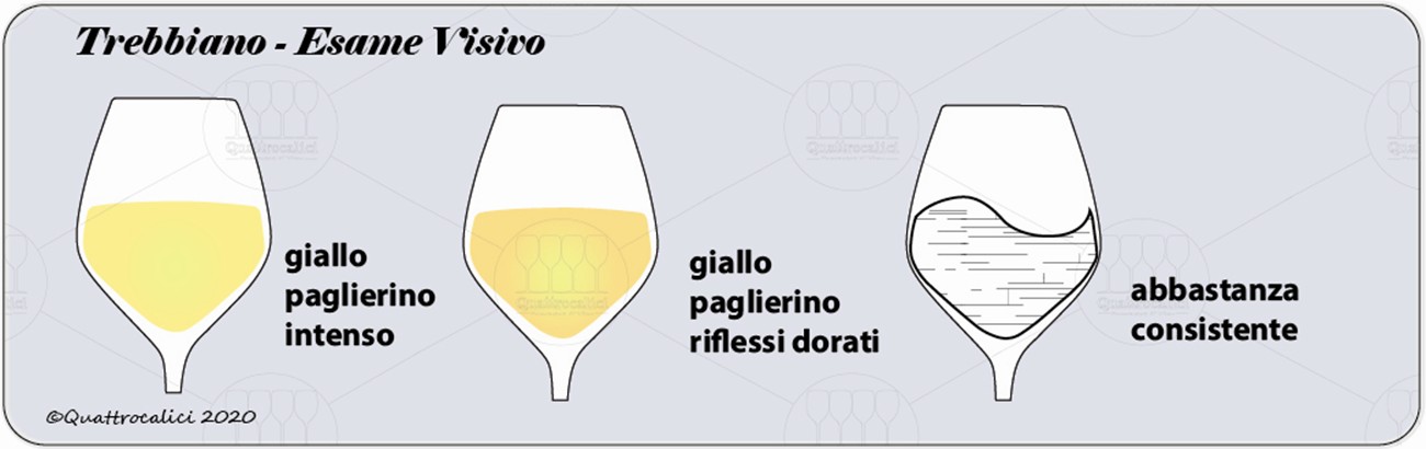 degustazione trebbiano visivo