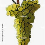 vermentino vitigno