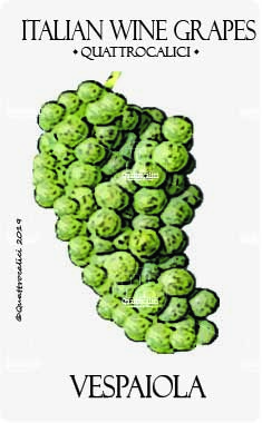 vespaiola vitigno