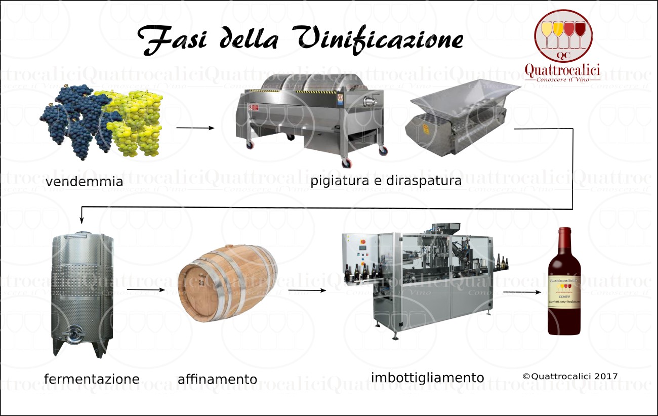 vinificazione-fasi