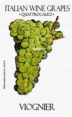 viognier vitigno