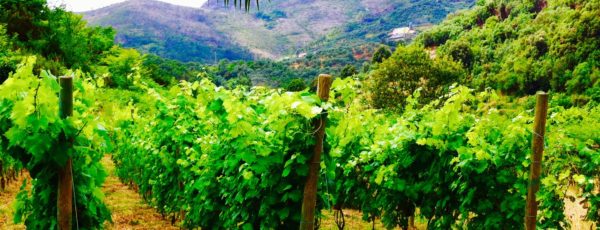 Terre-d-Levanto