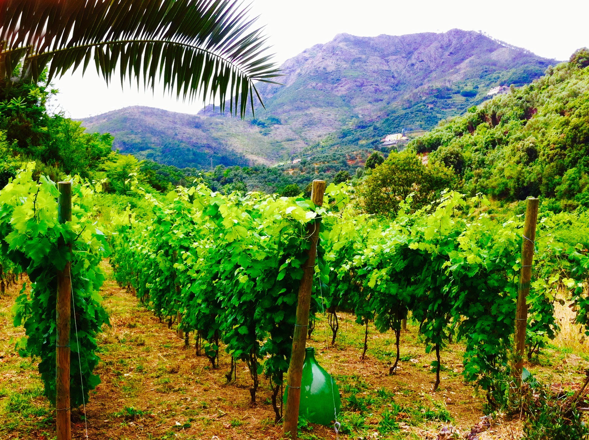 Terre-d-Levanto