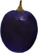 acino-rnero