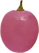 acino-rosa