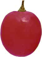 acino-rosso