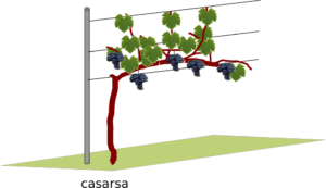 casarsa allevamento vite