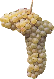 grappolo-alato