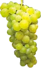 grappolo-bianco