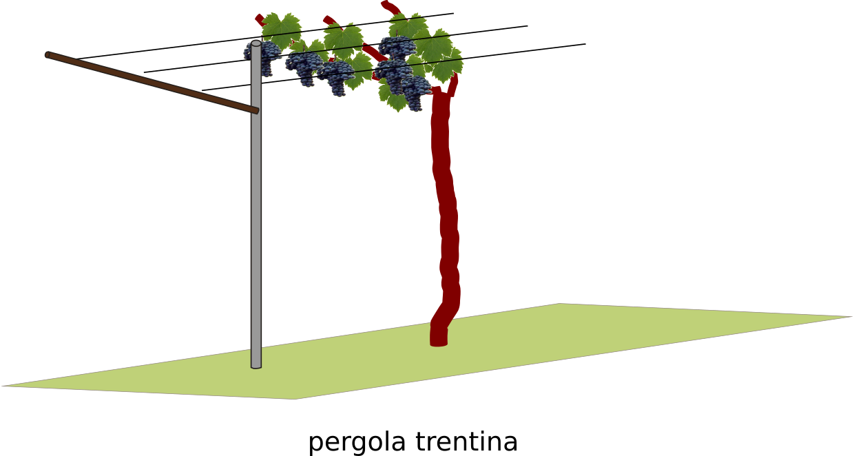pergola trentina allevamento vite