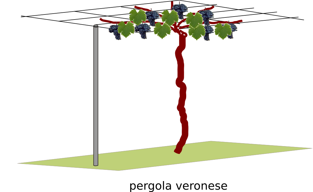 pergola veronese allevamento vite