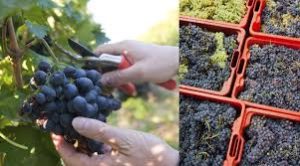 vendemmia-manuale