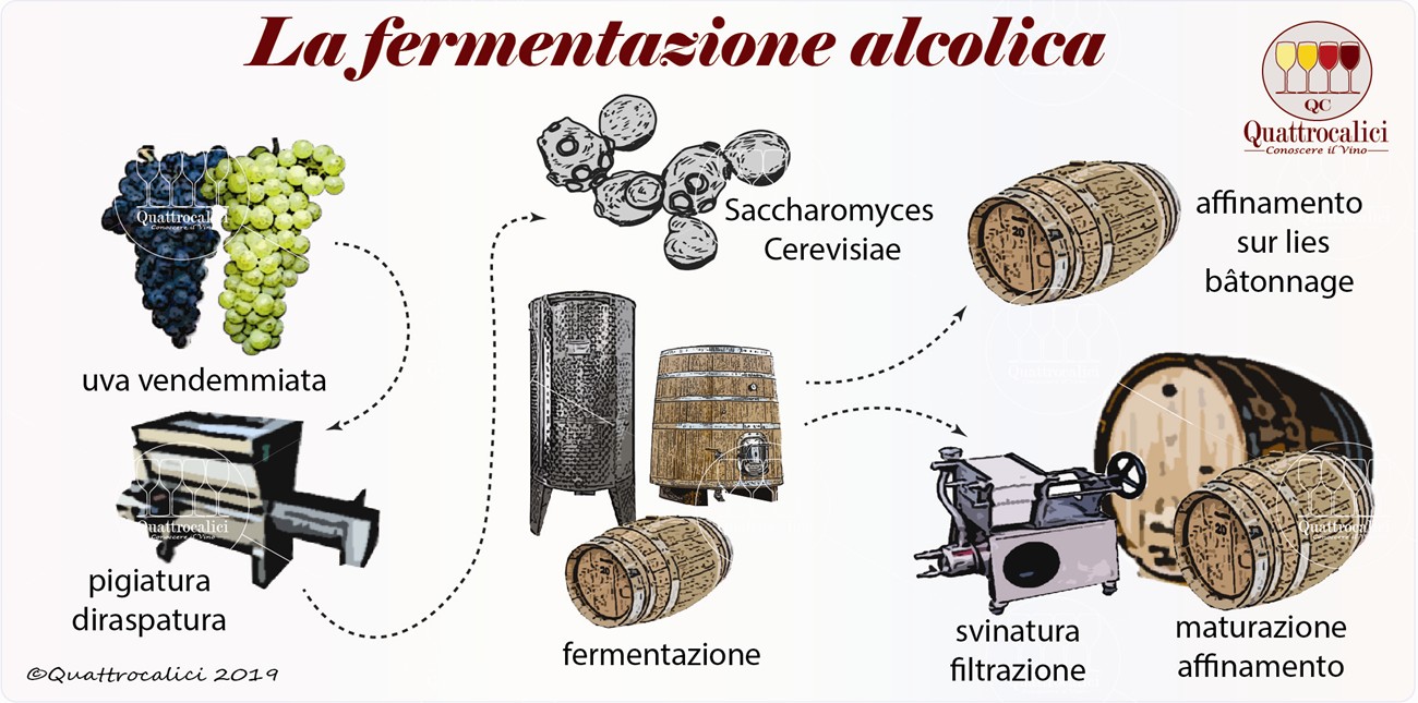 Fermentazione alcolica - Quattrocalici - Conoscere il Vino