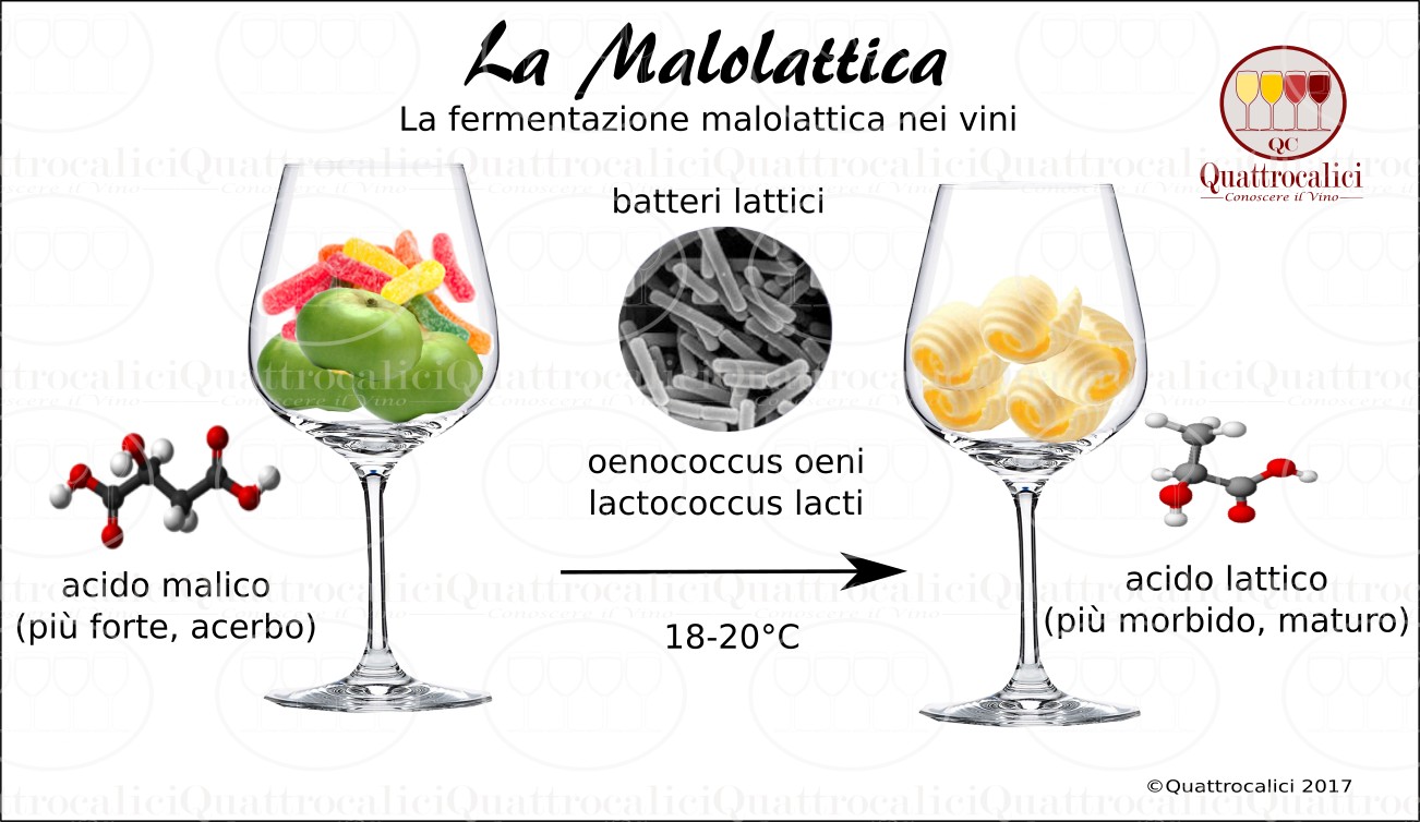 fermentazione-malolattica