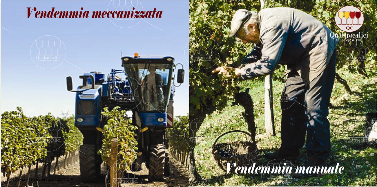 vendemmia manuale e meccanizzata