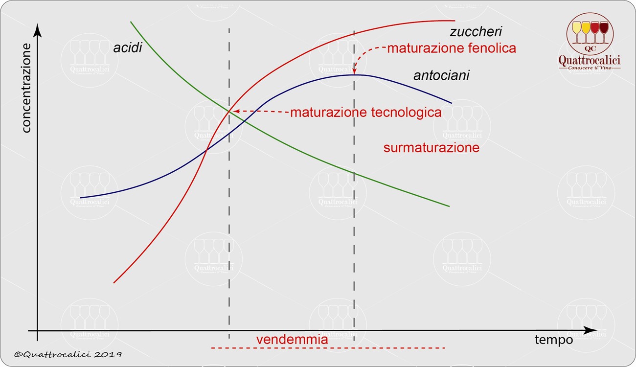 Vendemmia e maturazione dell'uva