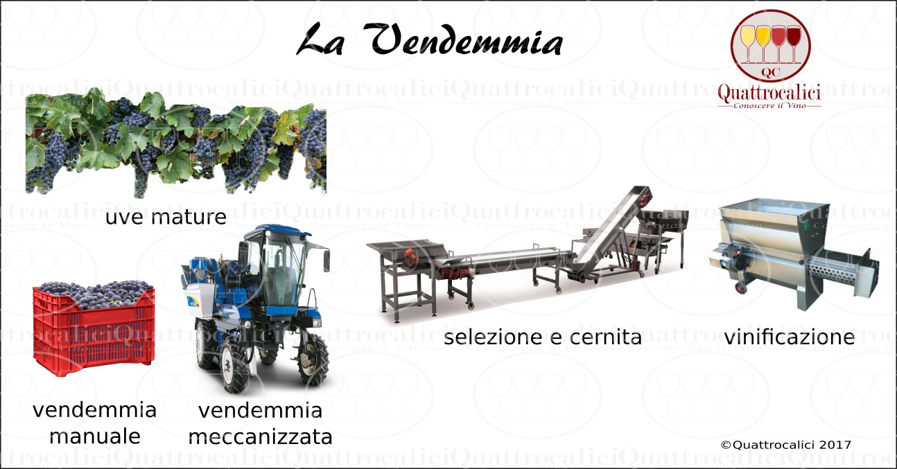 vendemmia
