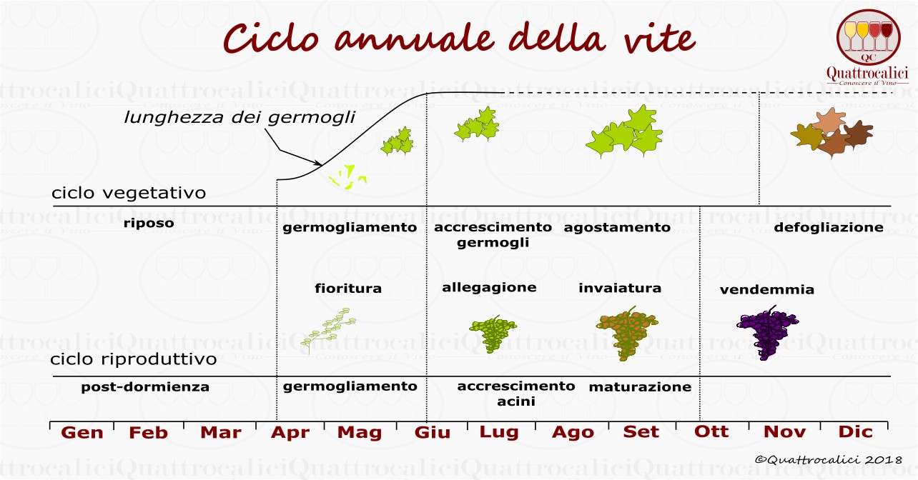 ciclo-annuale-vite