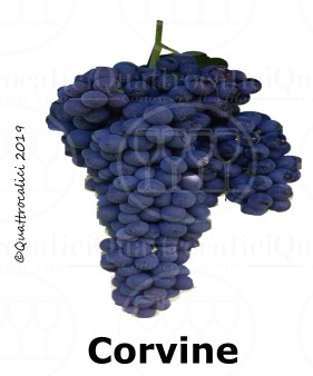 Corvine - Famiglia di Vitigni