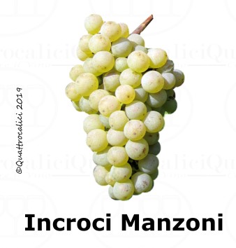 Incroci Manzoni - Famiglia di Vitigni