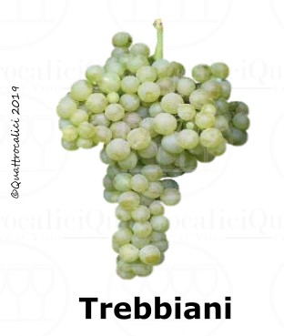 Trebbiani - Famiglia di Vitigni