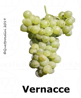 Vernacce - Famiglia di Vitigni