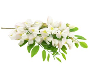 Il profumo di acacia nei vini