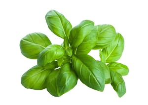 Il profumo di basilico nei vini