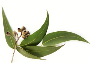 Il profumo di eucalipto nei vini