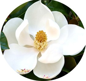 Il profumo di fiori di magnolia nei vini