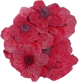 Il profumo di fiori rossi secchi nei vini