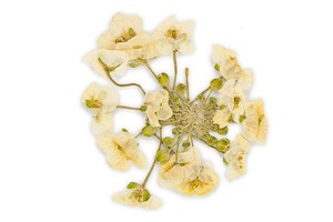 Il profumo di fiori bianchi secchi nei vini