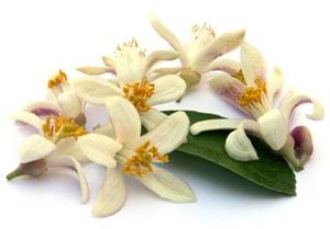 Il profumo di fiori d'arancio nei vini